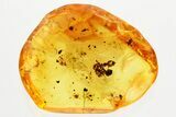 Two Detailed Fighting Fossil Ants (Formicidae) In Baltic Amber #357800-1